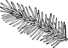 Graphic illustration of a spruce branch, hand drawn. vector