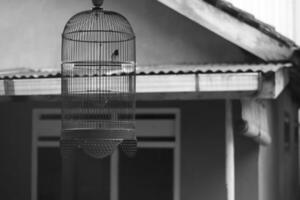 Black and white photo of a bird cage made of iron.