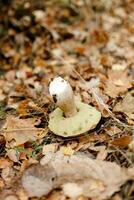 hongos estación, hongos crecer en el bosque, seta recogedor recoge hongos, seta en otoño, buscando para hongos en el bosque foto