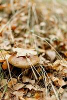 hongos estación, hongos crecer en el bosque, seta recogedor recoge hongos, seta en otoño, buscando para hongos en el bosque foto