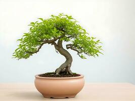 Photo of bonsai in the minimalist pot as a houseplant. ai generated