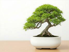 Photo of bonsai in the minimalist pot as a houseplant. ai generated