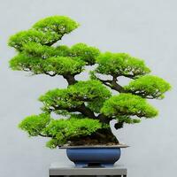 Photo of bonsai in the minimalist pot as a houseplant. ai generated