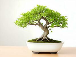 Photo of bonsai in the minimalist pot as a houseplant. ai generated