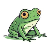 Frog. Vector illustration of a green frog isolated on white background.