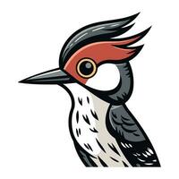 Dendrocopos major. Vector illustration of a woodpecker.