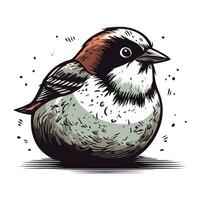 Hand drawn vector illustration of a sparrow. Isolated on white background.