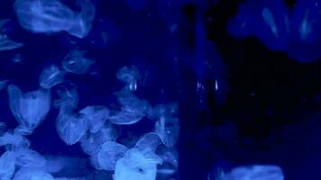 Footage tropical reef jellyfish and aquatic plants in aquarium video