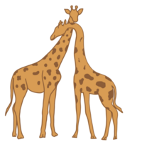 girafe couple illustration png