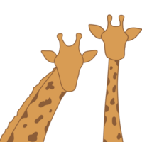 Giraffe nehmen Foto Pose png