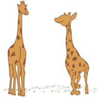 Happy giraffe playing in the field png
