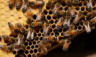 Bees swarm around the honeycomb, a bustling symphony of organized chaos. Creating using generative AI tools photo