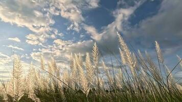 kashful oder Saccharum spontaneum Blume schwankend im das Wind, Weiß Saccharum spontaneum Blume schwankend im das Wind im das Herbst Feld, wild Zuckerrohr im sonnig wolkig Himmel video