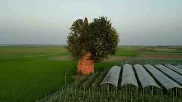 antenne visie en hoog hoek video van oude plaatsen, oud crematorium, oud pagodes, oud tempels, en bomen heeft gegroeid Aan een oud crematorium