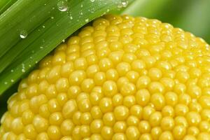 water drops on corn. background. AI Generative Pro Photo