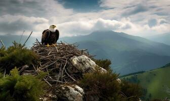 The eagle's nest was nestled high in the mountain crags Creating using generative AI tools photo