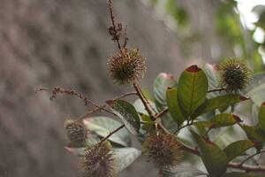 Rambutan fruit does not bear fruit well because of the long summer. photo