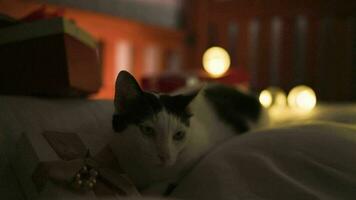 süß Katze und Weihnachten Geschenk Box beim Nacht beim Zuhause video