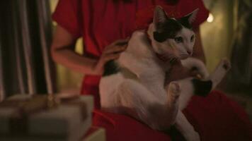 A woman is fond of a cute cat sitting on her legs. video