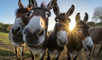 tonto Burro capturas un autofoto, exhibiendo sus juguetón lado. creando utilizando generativo ai herramientas foto