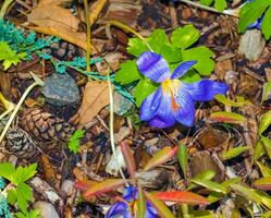 Crocus serotinus, the late crocus, is a species of flowering plant in the genus Crocus of the family Iridaceae photo