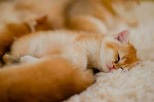 orange cat cute cat cute pet sleeping kitten cute kitten cat growth maturity The look and innocence of cats. photo