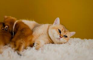 orange cat cute cat cute pet sleeping kitten cute kitten cat growth maturity The look and innocence of cats. photo