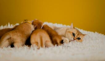naranja gato linda gato linda mascota dormido gatito linda gatito gato crecimiento madurez el Mira y inocencia de gatos foto