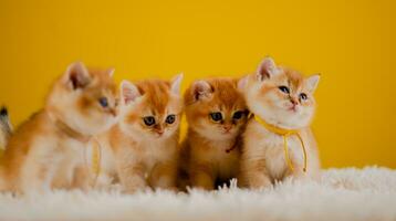 orange cat cute cat cute pet sleeping kitten cute kitten cat growth maturity The look and innocence of cats. photo