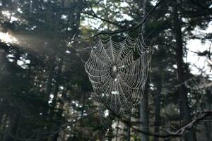 brillante araña web colgando en un árbol foto