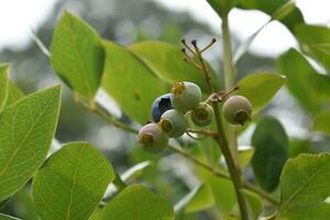 Blueberry Bush with Ripe and Unripe Berries photo