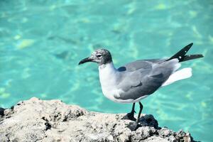 riendo gaviota pájaro en pie en un rock foto