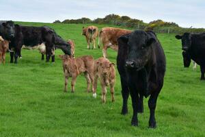 Herd of Cattle with Calves in a Meadow photo