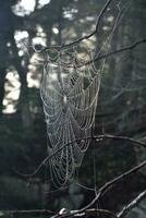 Close Up Look at a Spider Web photo