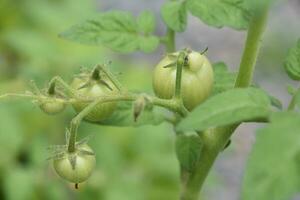 Green Cherry Tomatos on a Garden Needing to Ripen photo