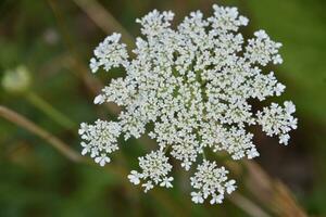Blooming White Queen Annes Lace Flower in the Summer photo