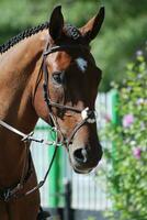 Braided Arabian Horse at a Horse Show photo