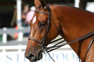 Looking into the Face of a Chestnut Horse photo