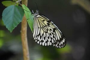 Patterned Wings on a Tree Nymph Butterfly photo