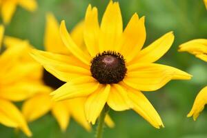 Close Up with a Garden of Black Eyed Susans photo