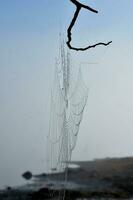 Side View of a Silken Spider Web photo