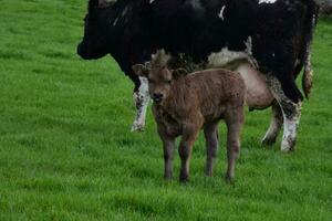 Brown Calf in a Field Beside a Black Cow photo