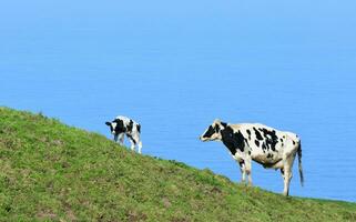 White and Black Cow and Calf on a Hill photo