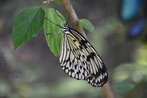 increíble árbol ninfa mariposa en un hoja foto