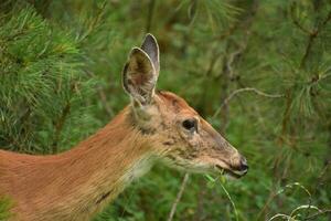 Side View of a Deer in the Wild photo