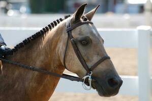 Sweet Strawberry Roan Arabian Horse Under Saddle photo