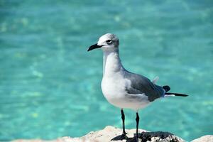 riendo gaviota en pie en un pedazo de coral foto