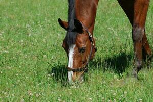 Chestnut Horse Grazing on Green Grass and Clover photo