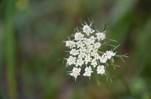 Close Up of a Blooming Queen Annes Lace photo