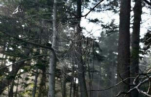 Picture Perfect Spider Web in a Forest photo